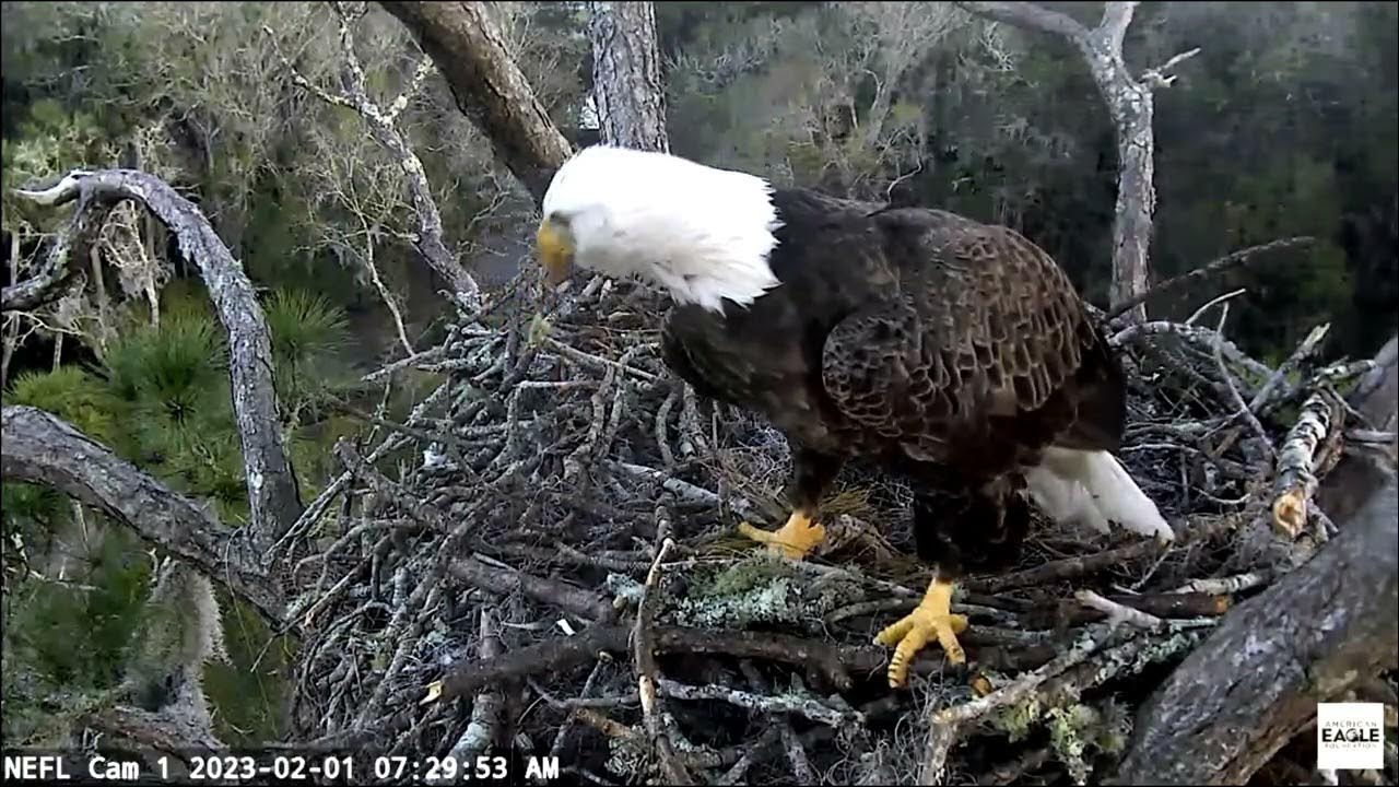 Gabby and V3 fight for prey NEFL Cam Live Bald Eagle Cam - YouTube