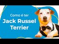 COMO É TER UM JACK RUSSEL TERRIER: COMPORTAMENTO, CUIDADOS ESSENCIAIS E CURIOSIDADES