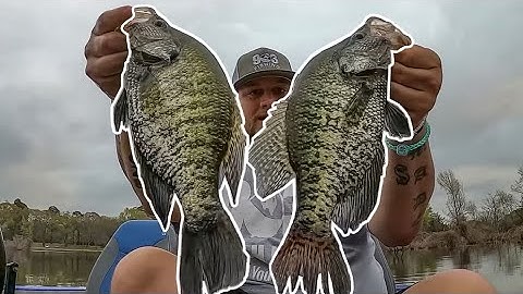 HUGE SPAWNING CRAPPIE In 1 FOOT Of Water‼️|CRAPPIE SPAWN 2023‼️ BOBBER ACTION‼️