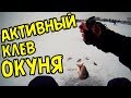 Активная ловля окуня зимой на мормышку