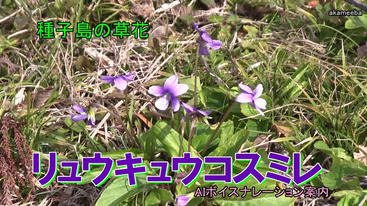 リュウキュウコスミレ - 四季折々の草花 - ふるさと種子島