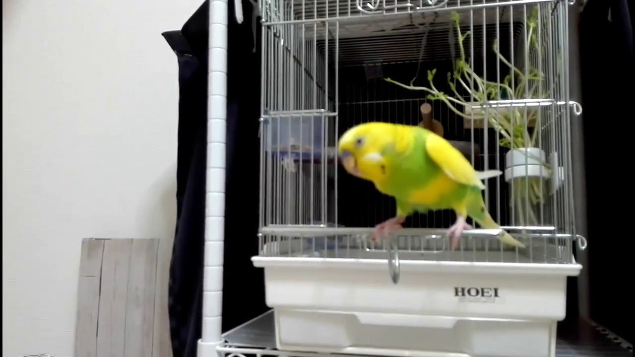 09 13 インコ 羽を切るのは良い事 悪い事 Youtube