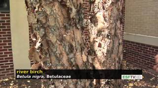 Trees with Don Leopold - river birch