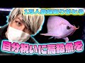 登録1万人記念で超高級魚を買いに行ったら凄い事になった!