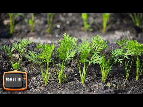 Carrots will sprout