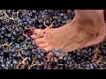 COMO se HACE el VINO de UVA con los PIES🍇🍷| Como se FABRICA el VINO TINTO con MILLONES de UVAS