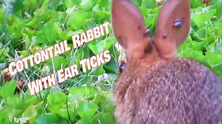 Baby Cottontail Rabbits With Ear Ticks No Audio 7 17 22