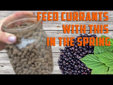 Video: Feeding currants in spring. Spring currant care