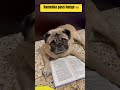 Padwawoge Shorts Trending Funny Memes Pug Pets Dog Youtubeshorts Love Viral