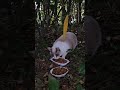 野良猫♯地域猫♯stray cat