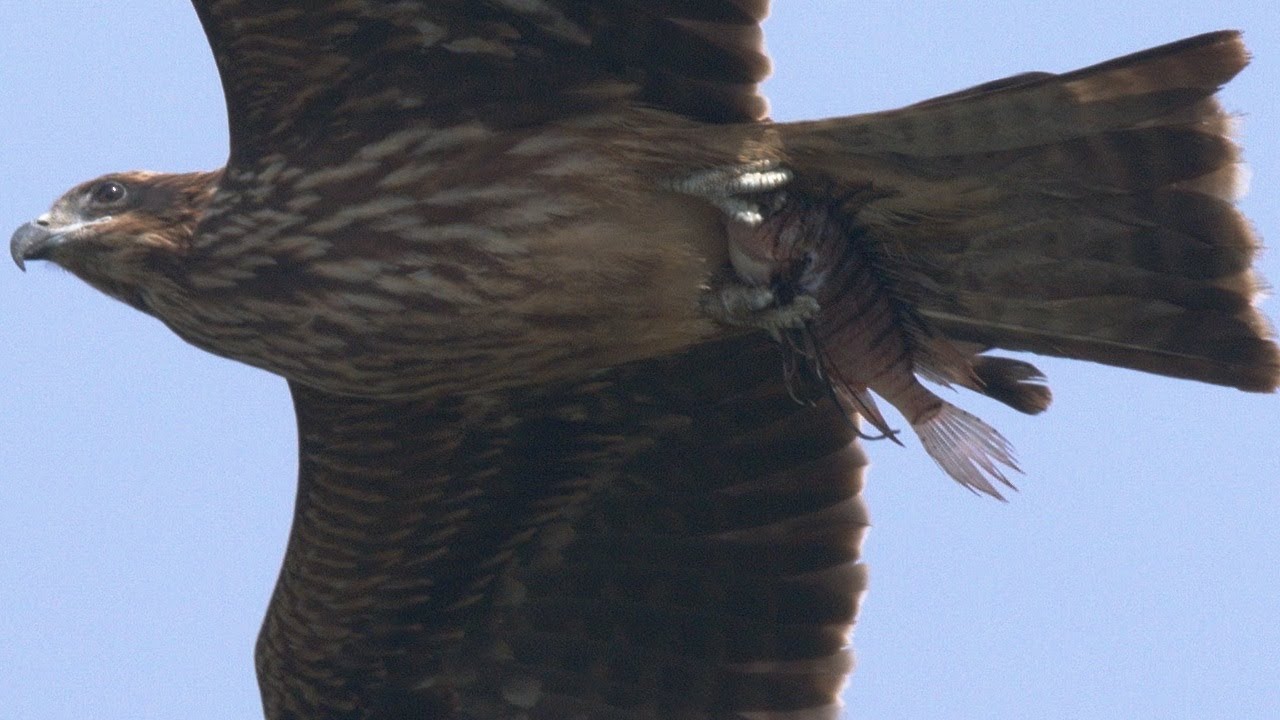 お魚を抱えたトビ、飛びながら爪の掃除するトビ 伊良湖岬 10月中旬 野鳥FHD 空屋根FILMS#710 - YouTube