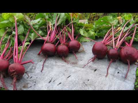 Что для всех дождь, для садовода - влагозарядковый полив.(Садовод Андрей Туманов)