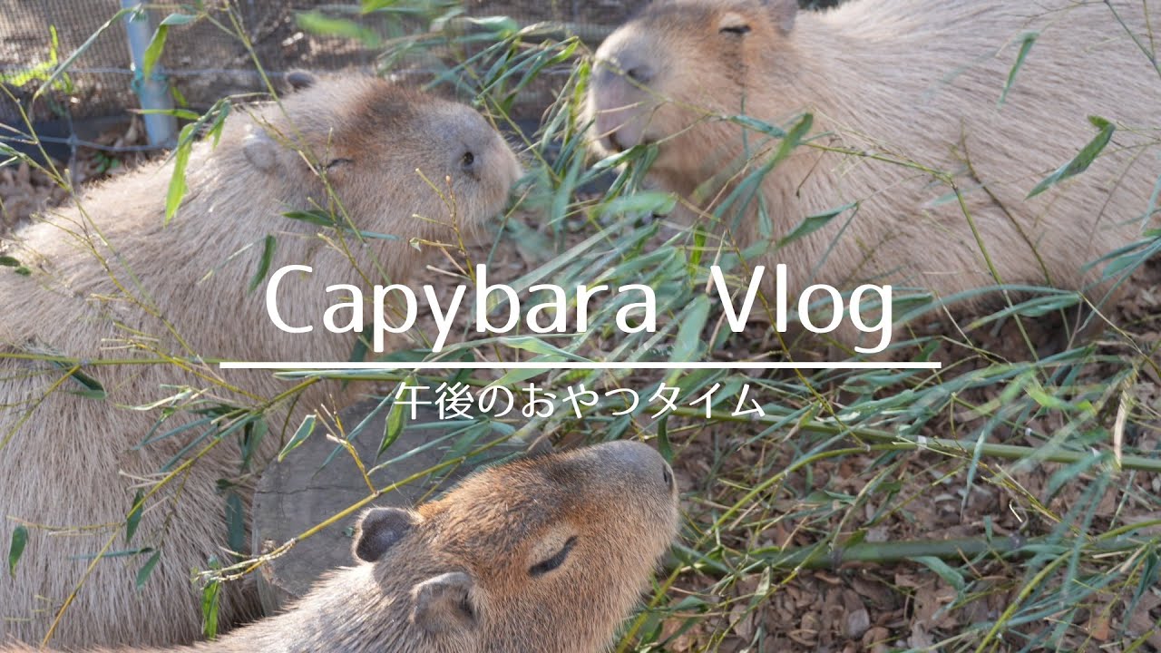おやつの笹をモリモリ食べるカピバラたち🌿~Capybara Vlog~
