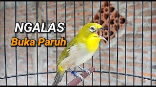 Monty Montanus Pleci Opens Its Beak