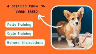 How to Train a Corgi  (Obedience, Potty & Crate Training)