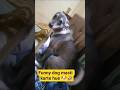 papa ki funny laadli dog 🐶🤣#shorts #funnydog #trending #youtubeshorts