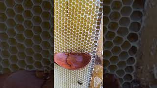 Satisfying Getting Honey Out Of Honeycomb | Pusic Entertainment