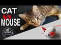 CAT vs MOUSE - How to play with cats and kittens #1 toy mouse &amp; boxes