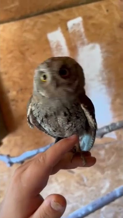 Bayi vokal ini ☺️❤️ Burung Hantu Scops Oriental