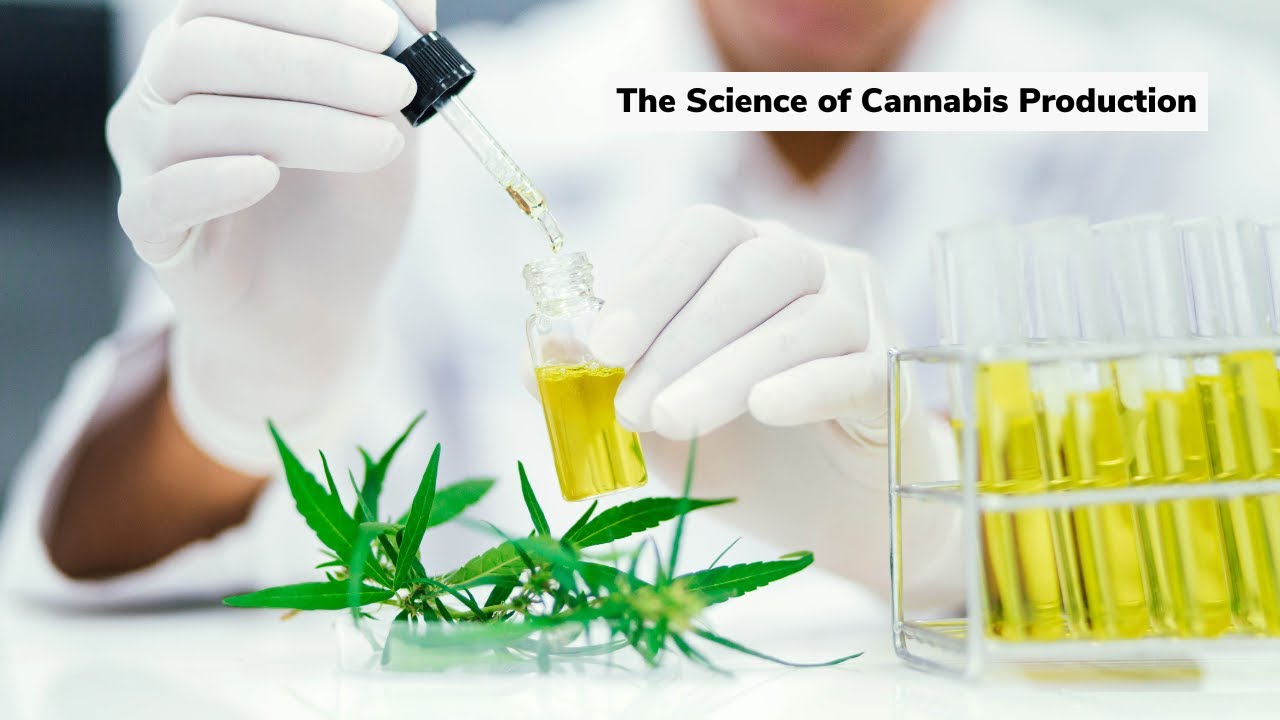 The Science of Cannabis Production | Discover Marijuana