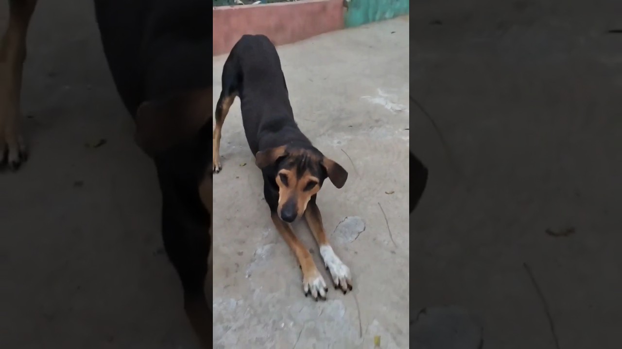 Street dog shows gratitude for food 