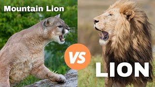 Mountain Lion Vs Lion The Ultimate Showdown