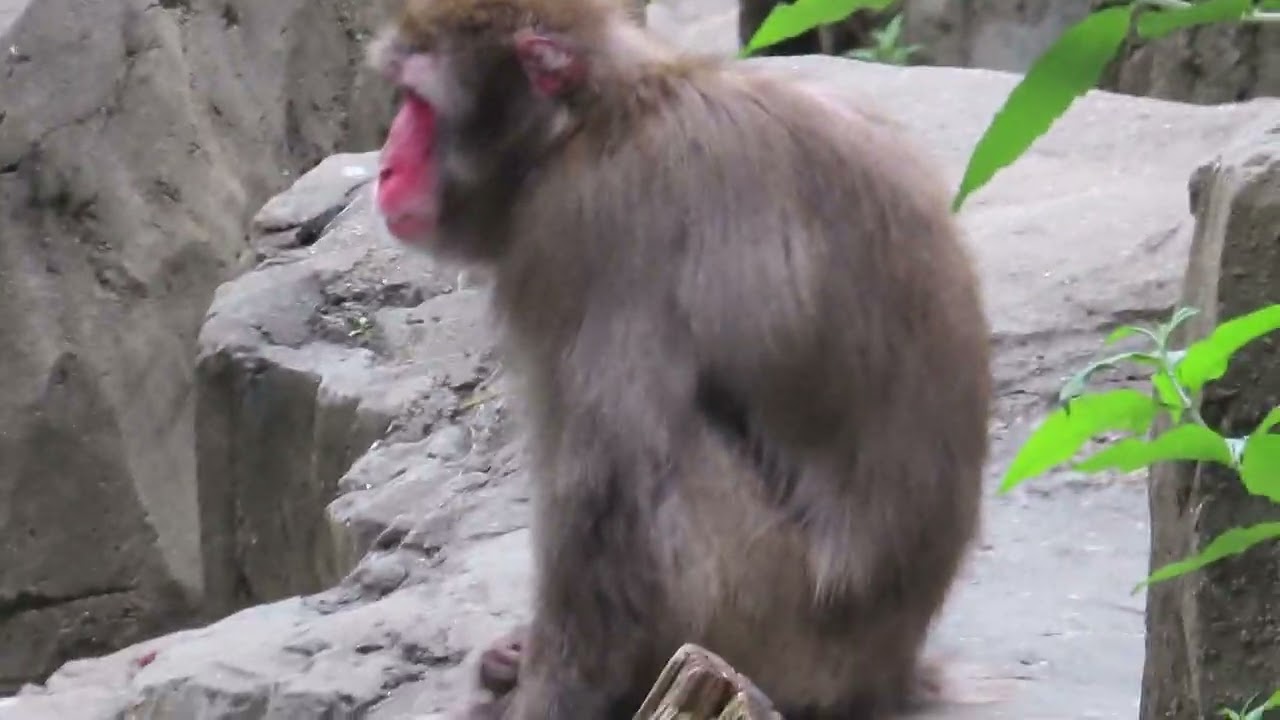 " Snow monkey" - Japanese macaque (Macaca fuscata) - enclosure at Central Park Zoo
