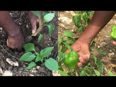 Video: 12 Z Nejchutnějších Odrůd Sladké Papriky A Hybridů, Které Jsem Vypěstoval Popis. Fotografie
