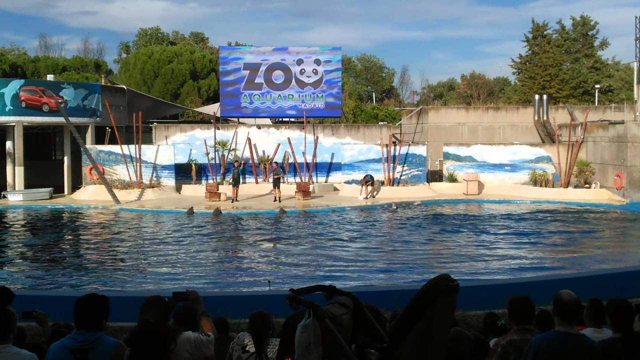 Zoo aquarium Madrid YouTube