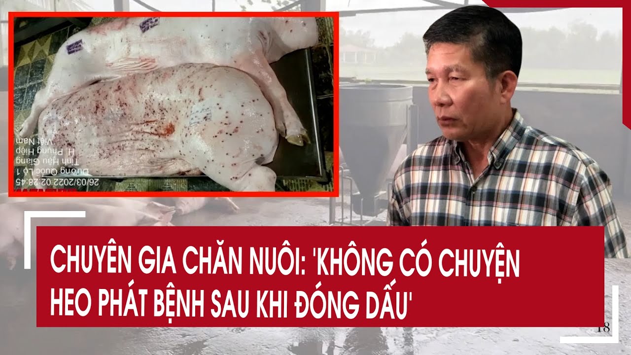 Chuyên gia chăn nuôi: “Không có chuyện heo phát bệnh sau khi đóng dấu”
