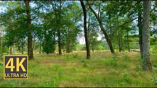 Sporadic Trees Nature Walk (With Ambient Nature Sounds And Music)