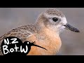 New Zealand dotterel - New Zealand Bird of the Week