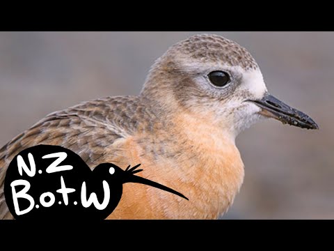 تصویری: Nz dotterels چه می خورند؟