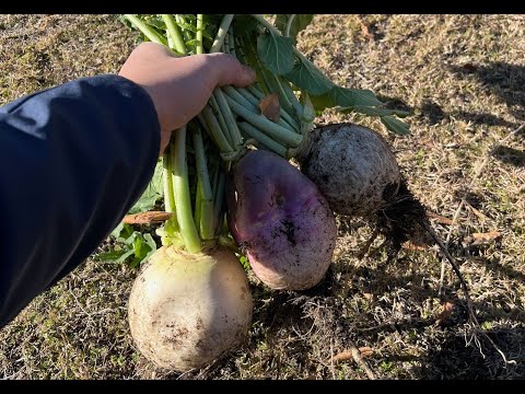 Why Are My Radishes Not Producing Large Bulbs - Here's a Quick Fix
