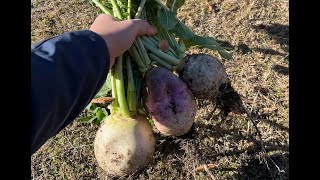 Why Are My Radishes Not Producing Large Bulbs - Heres a Quick Fix