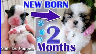 Shih Tzu Growing Up | New Born to 2 Months | Puppy Transformation
