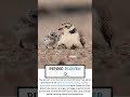 Piping plover part 9