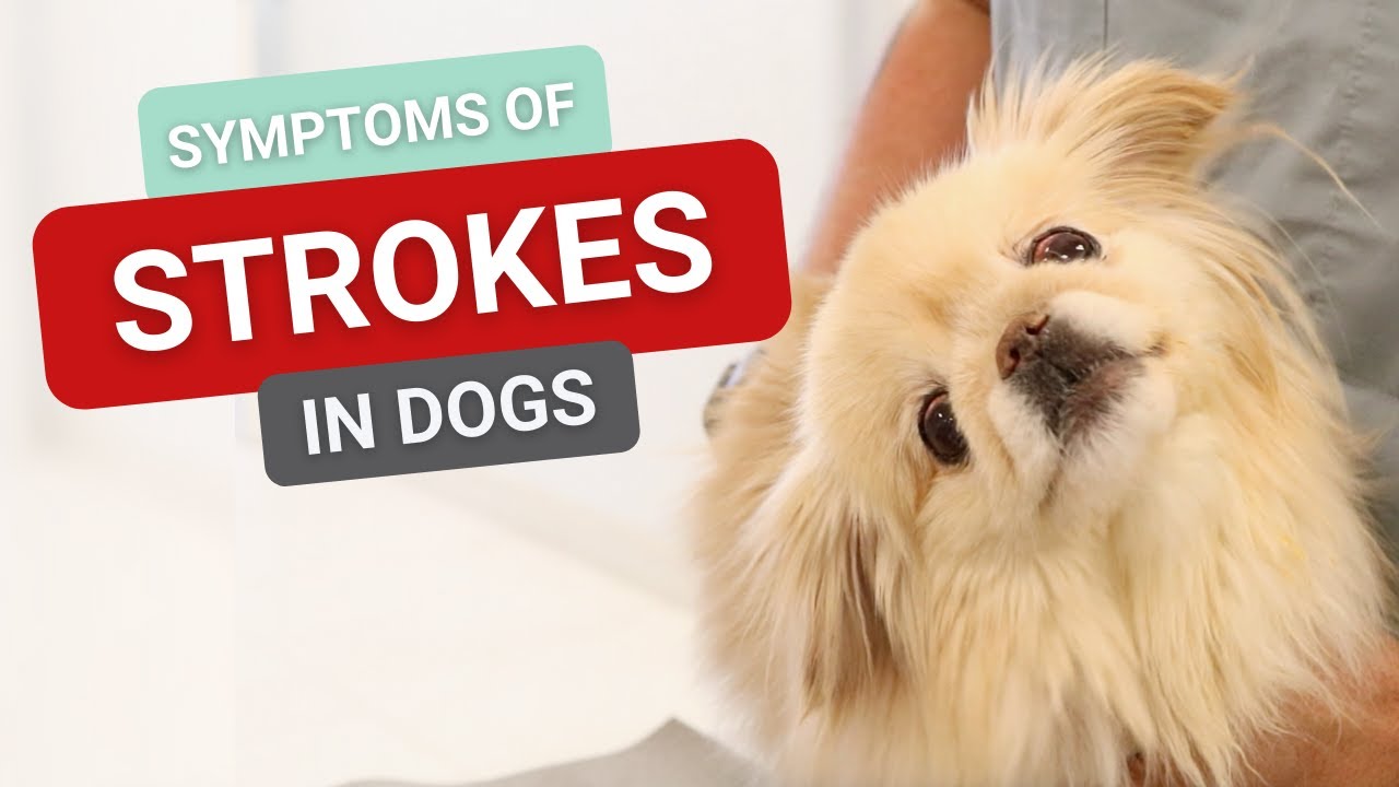 what happens after dog has stroke