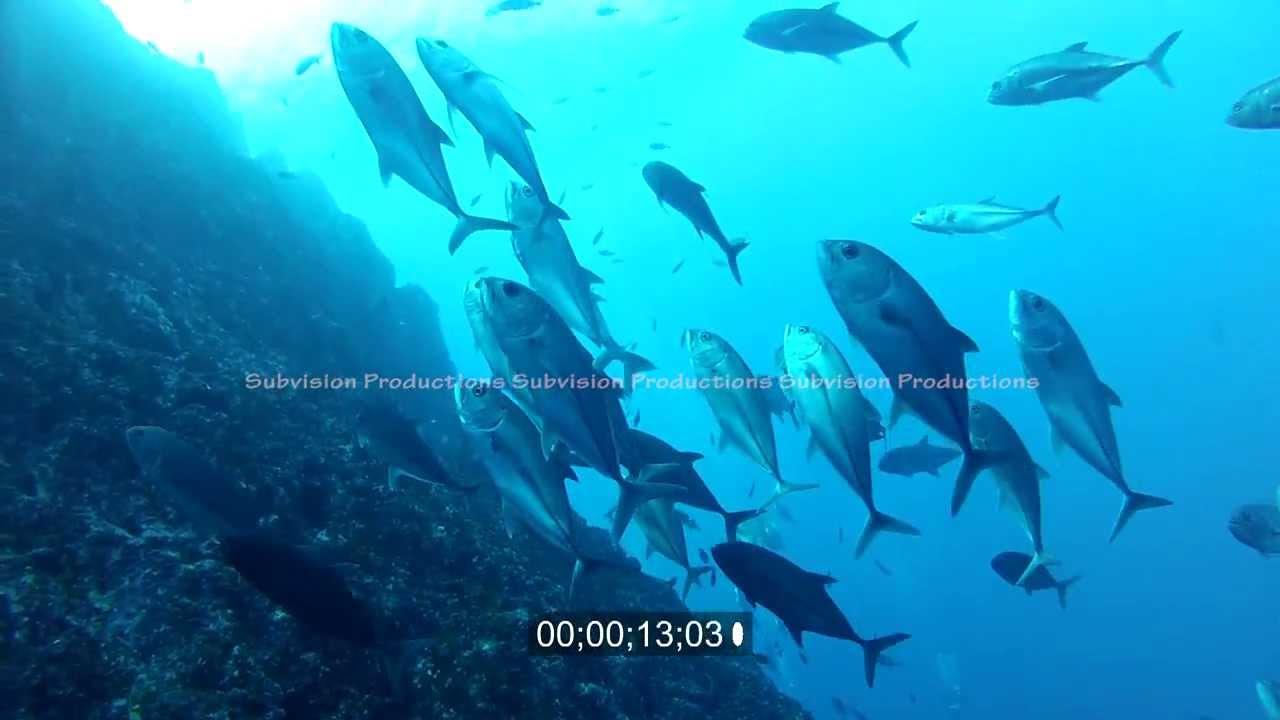 underwater stock footage of Bigeye Jacks ( Caranx sexfasciatus)