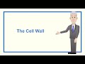 A Level Biology Revision "The Cell Wall"