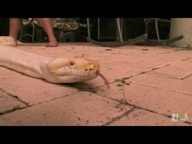 Albino boa constrictor found in Florida backyard: 9 feet, 52 pounds