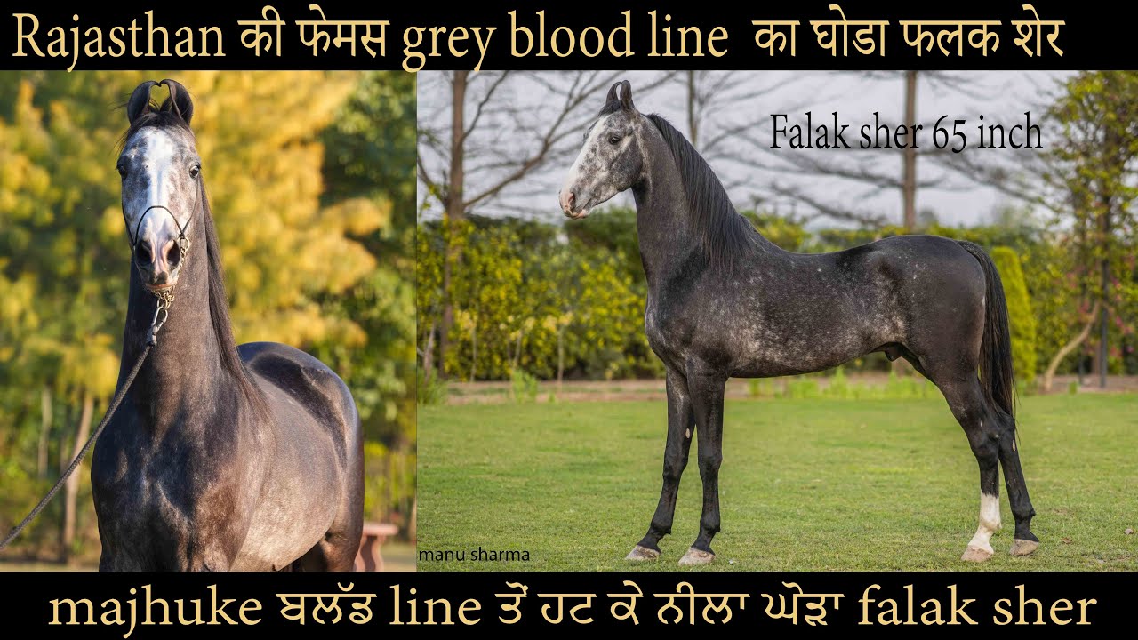 Famous grey colt Falak sher from a famous blood line of grey horses of rajasthan 9878676500