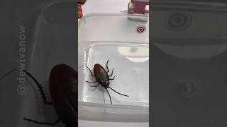 Aku pelihara kecoa #dewivanow #zururoboalive #cockroach #spider