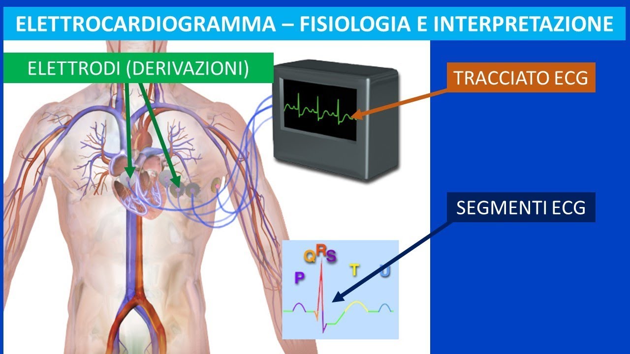 Il cuore, l'elettrocardiogramma (ECG) fisiologia ed interpretazione