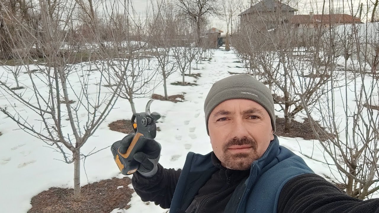 Livada de 80 de pomi curățata,al treilea an în care execut tăieri de  întreținere🫐🍒🍐🍑🍏🍎🪚✂️