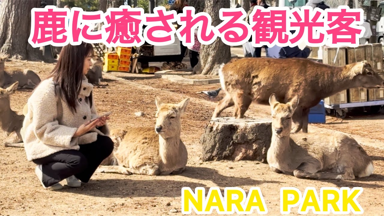 鹿に癒される観光客🫎NARA  PARK