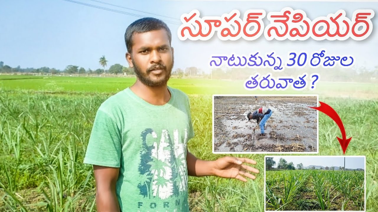 సూపర్ నేపియర్ నాటుకున్నా 30 రోజుల తరువాత ? organic super napier farming #supernapierfarming