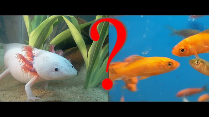 Tank Mates for Newts and Salamanders