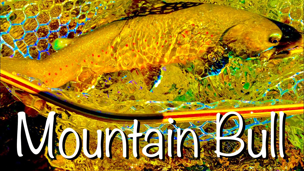 A Very Rare Catch & Release WOW!!! Fly Fishing the Cascade Mountains