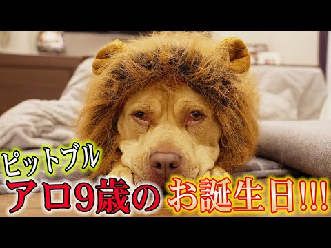 アメリカンピットブルのお誕生日は豪快すぎた‼️